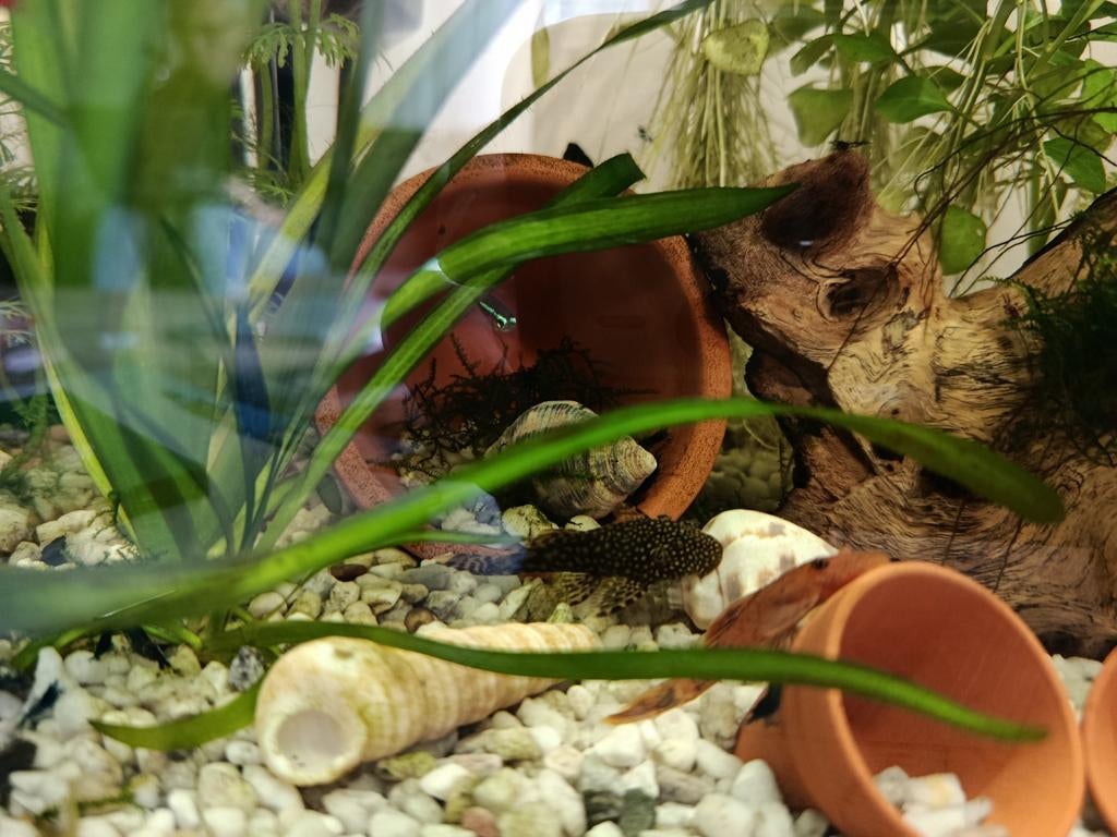 Zwarte ancitrus algeneter, Dieren en Toebehoren, Vissen | Aquariumvissen, Vis, Zoetwatervis