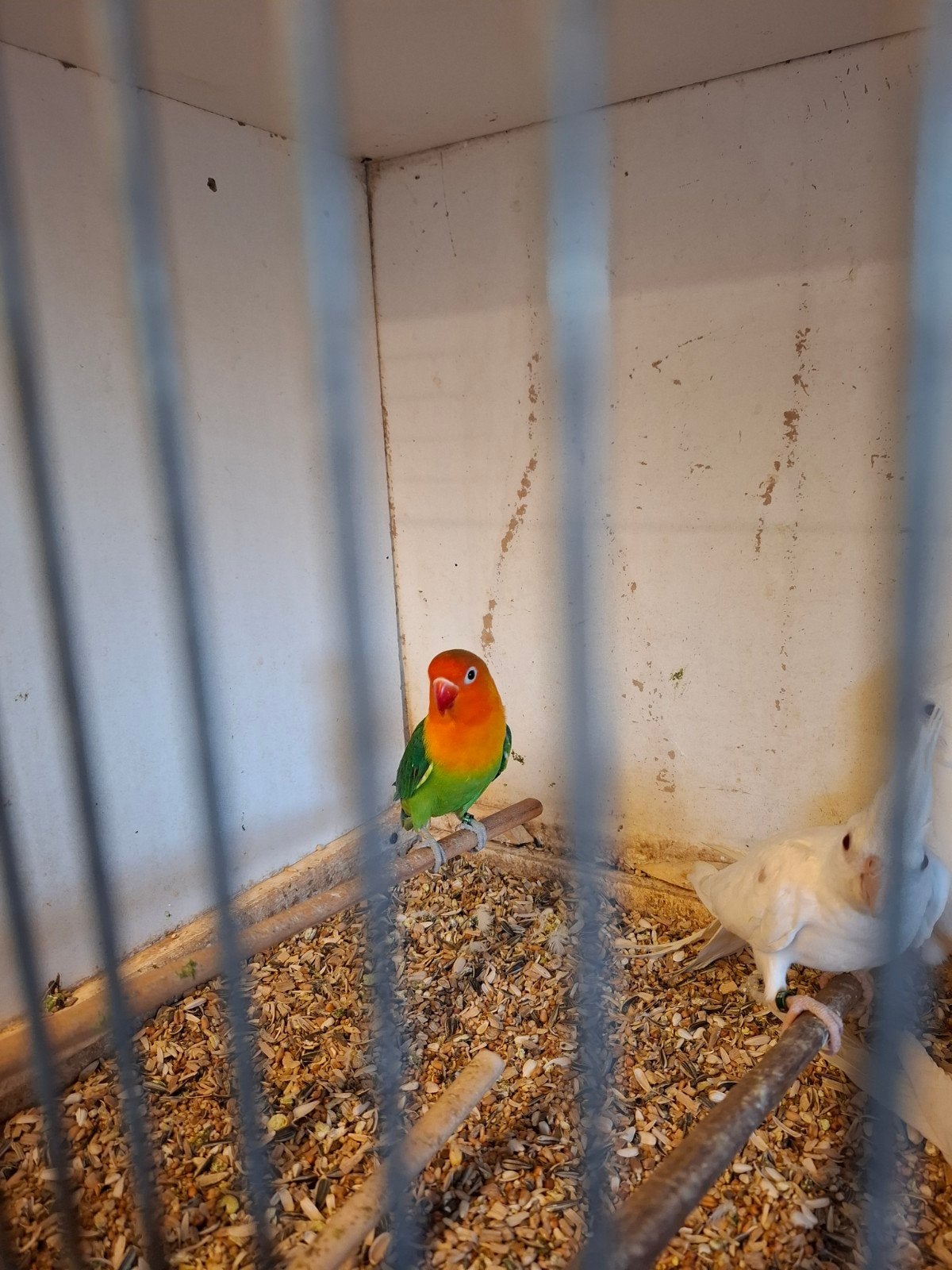 Fischerie's wildkleur, Dieren en Toebehoren, Vogels | Parkieten en Papegaaien, Geslacht onbekend, Parkiet, Geringd