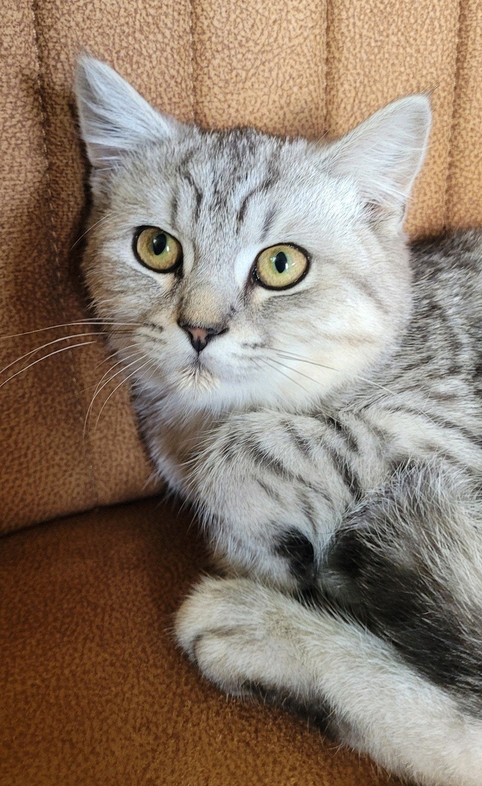 Lieve Britse korthaar kittens, Meerdere dieren, Ontwormd