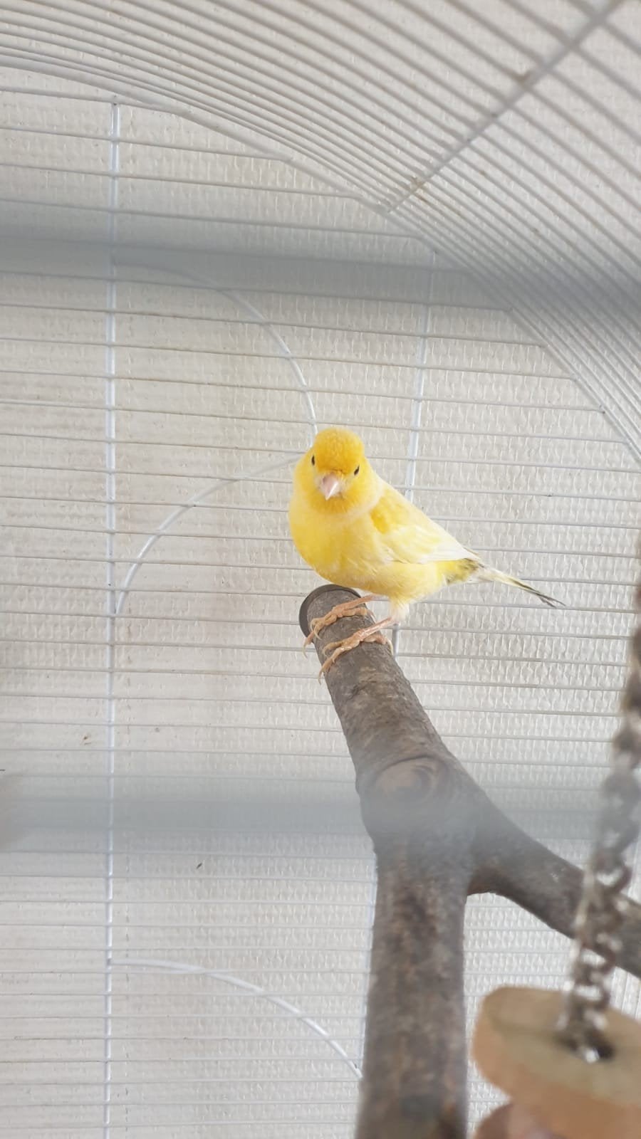 Mannetje ruilen voor Vrouwtje, Dieren en Toebehoren, Mannelijk