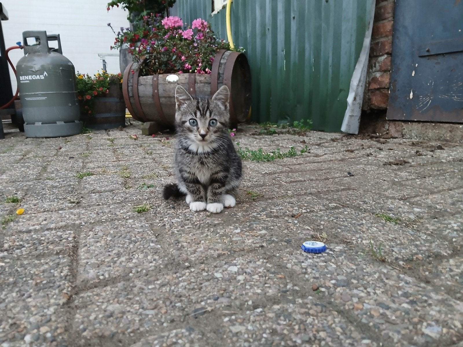 Lieve boerderij kittens