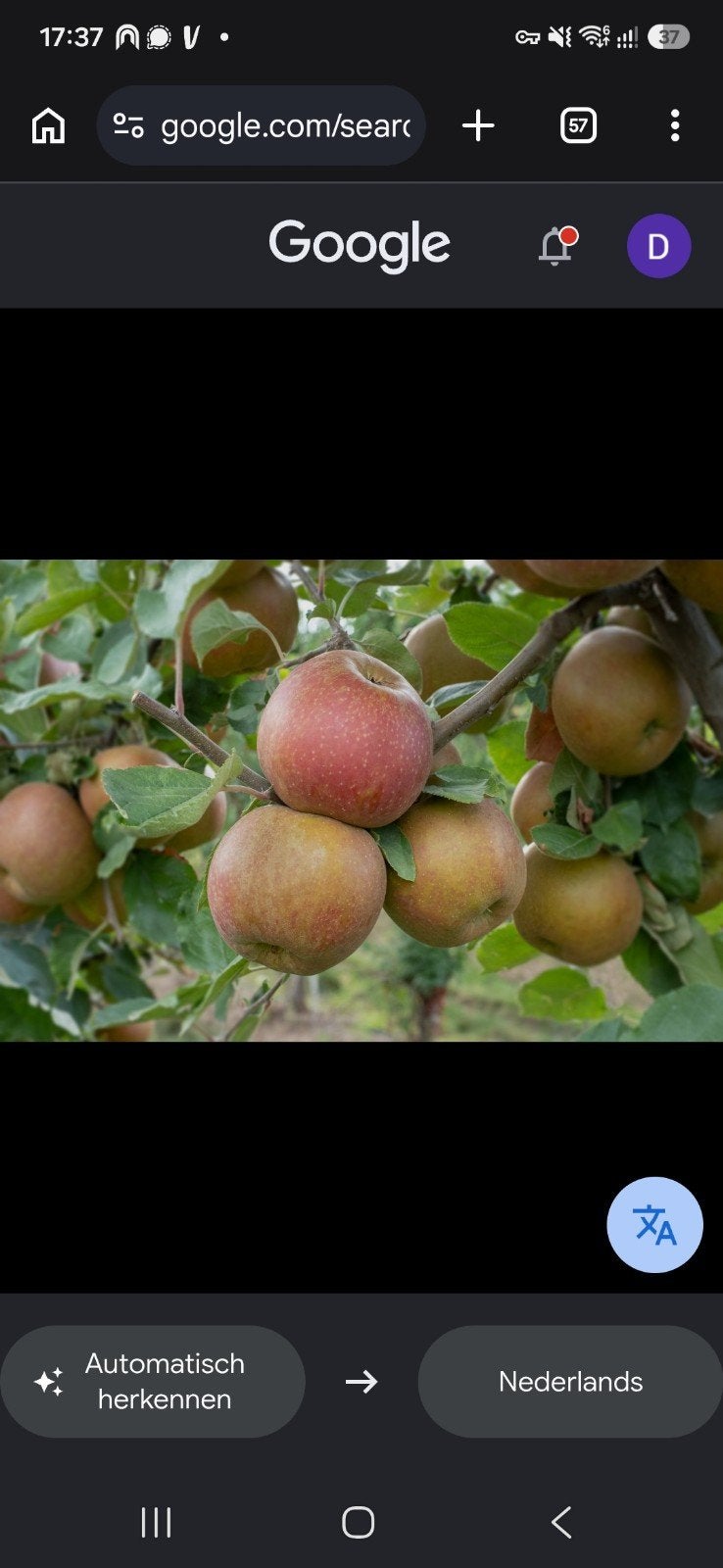 Goudreinet Appels - 2e klas, Diversen, Ophalen of Verzenden