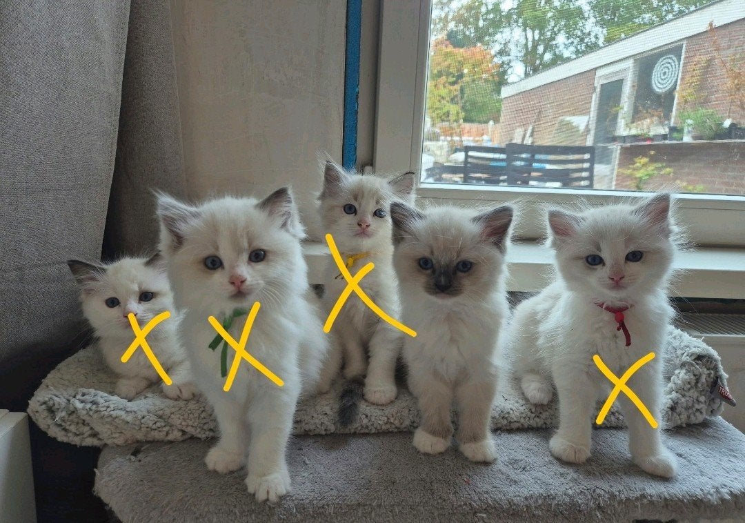 Ragdoll kitten Blue point mitted, Dieren en Toebehoren, Meerdere dieren, 0 tot 2 jaar