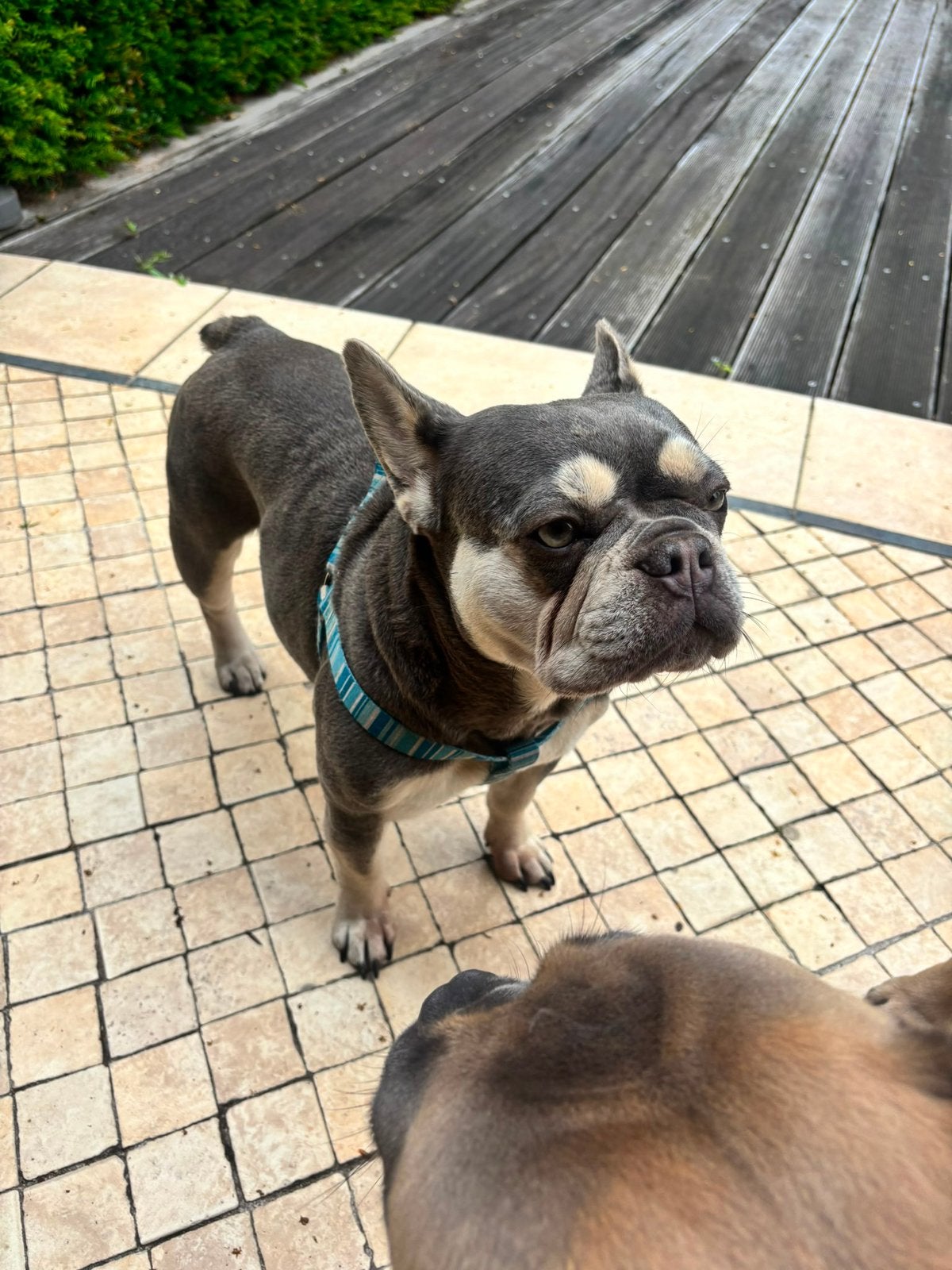 Franse bulldog teef van 4 jaar., Teef, Parvo, Bulldog, Eén hond