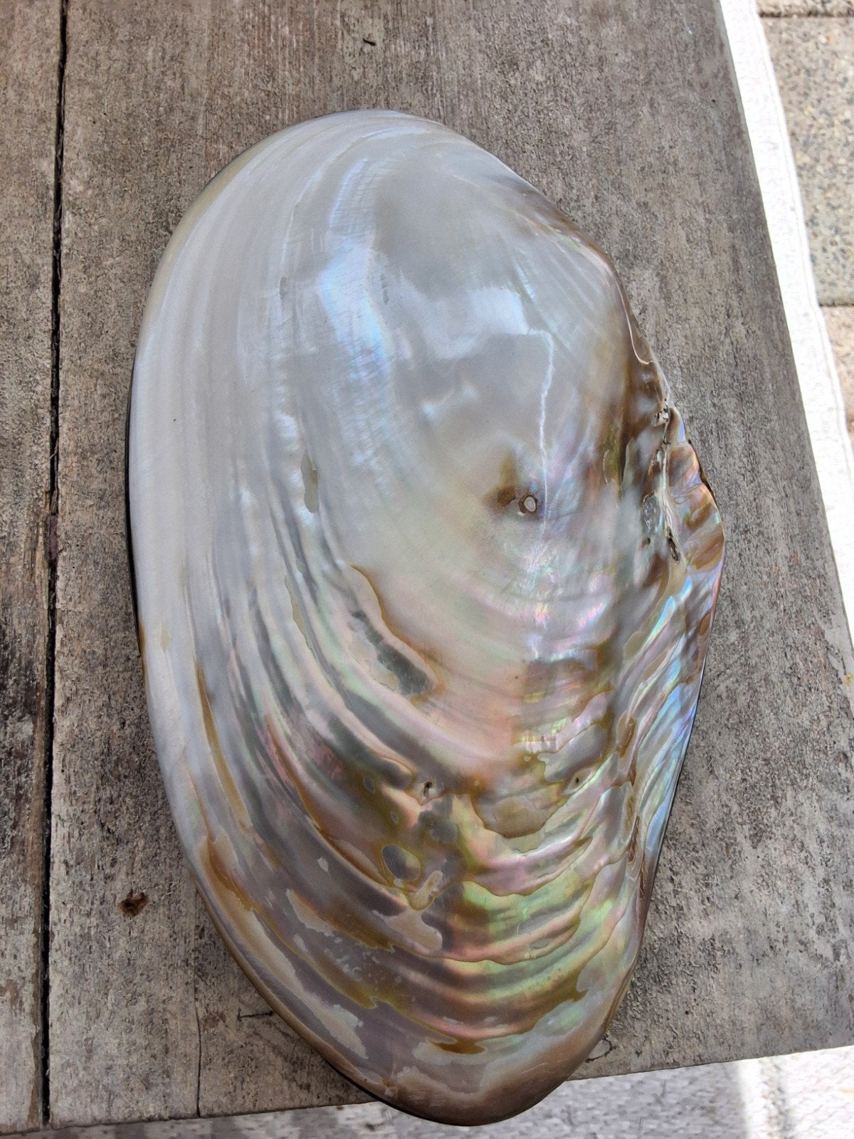 Prachtige Parelmoer Schelp doos oester 23cm, Ophalen of Verzenden