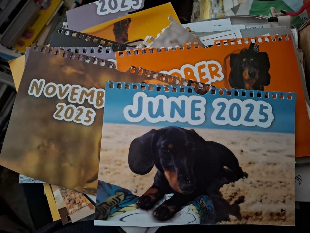 Foto's dashond kalender 2025, Dieren, Nieuw, Ophalen of Verzenden, Papier of Karton