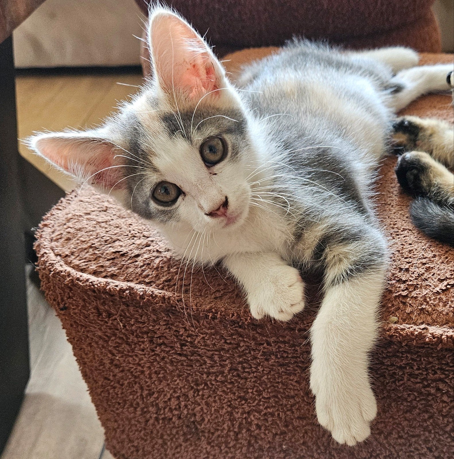 zeer lieve kruising Maine Coon kittens te koop, Meerdere dieren, Kortharig, 0 tot 2 jaar