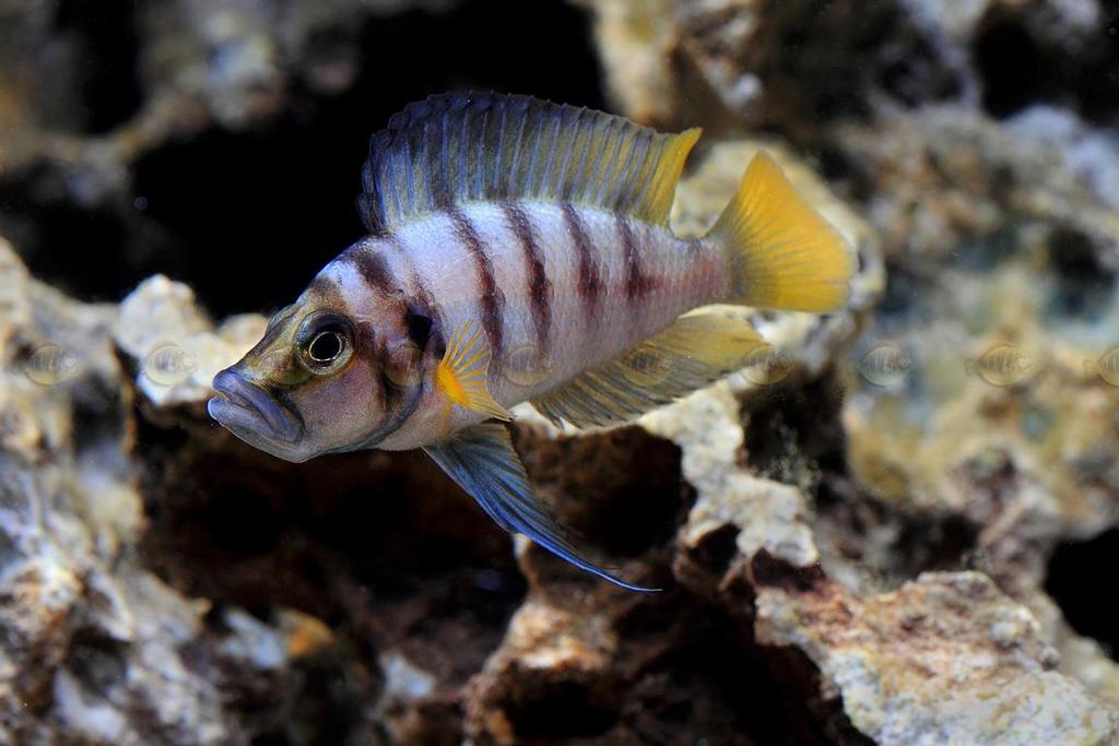 GEZOCHT. Altolamprologus sumbu shell, Dieren en Toebehoren, Vissen | Aquariumvissen, Vis