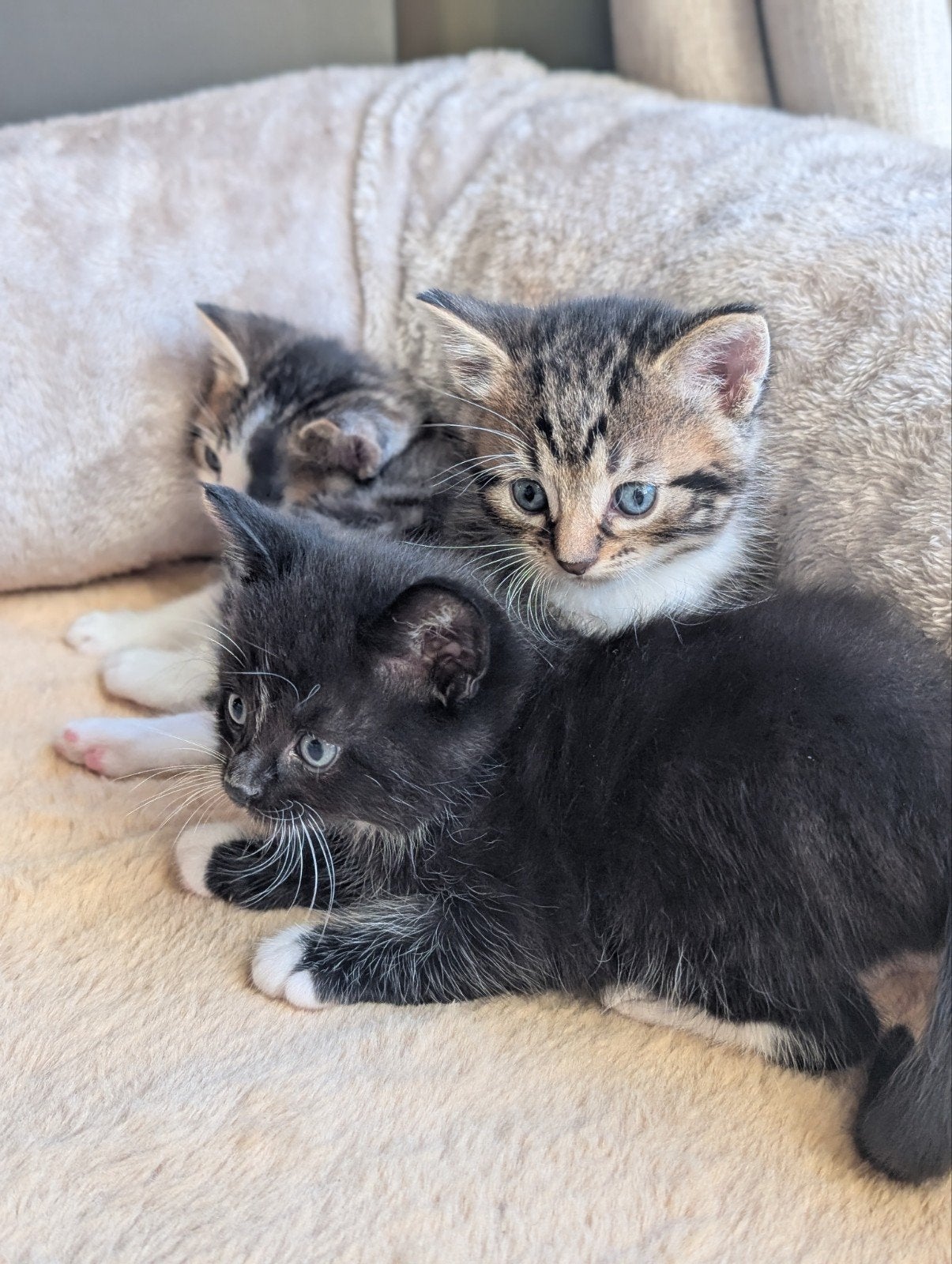 Prachtige Noorse Boskat kittens, Meerdere dieren