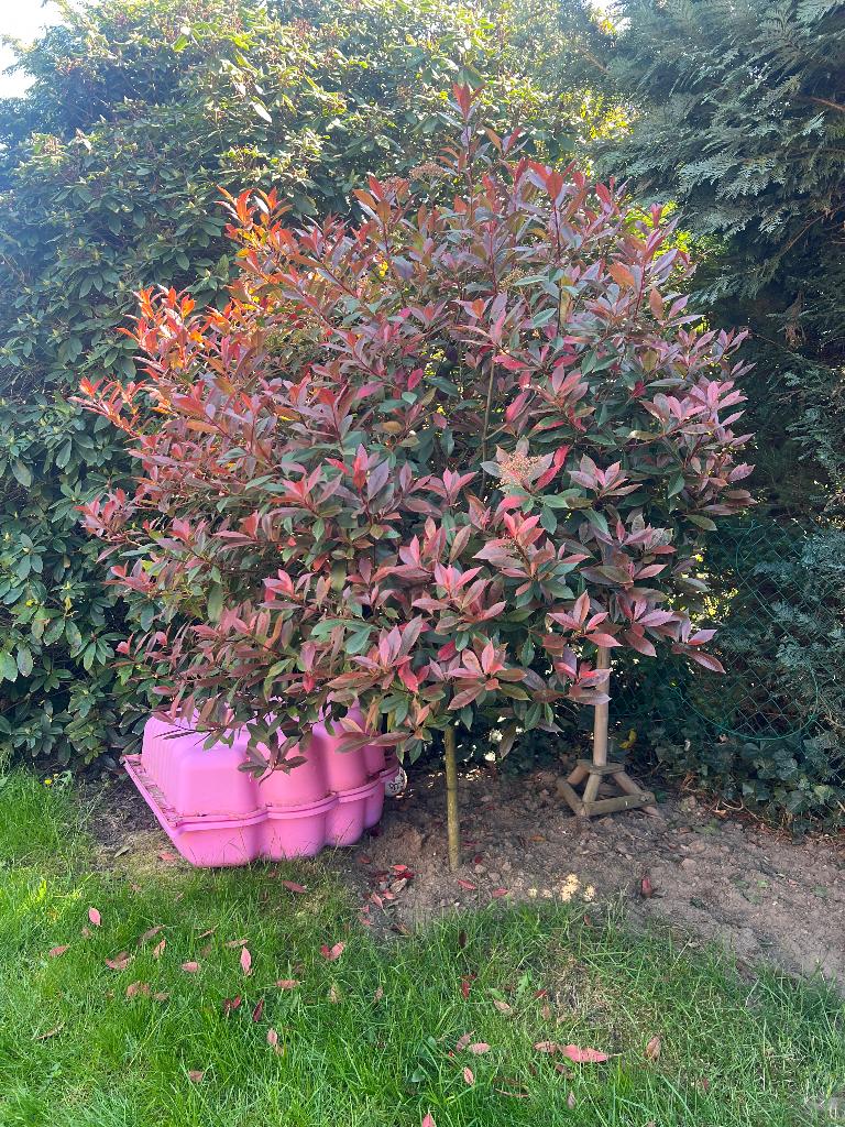 Glansmispel op stam (Red Robin) Photinia Fraseri, Tuin en Terras, Lente, 100 tot 250 cm, Ophalen, Volle zon