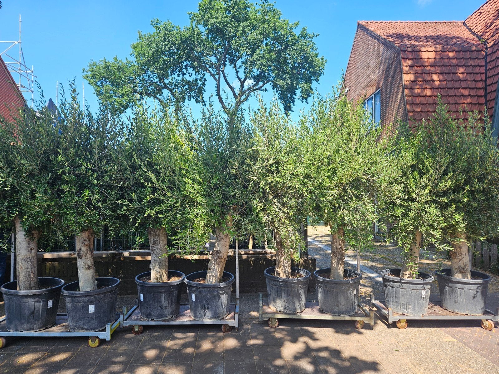 Olijfbomen, Palmbomen, Vijgen - Gratis bezorgd Hilversum, Tuin en Terras, Planten | Bomen, Volle zon, Ophalen of Verzenden, 100 tot 250 cm