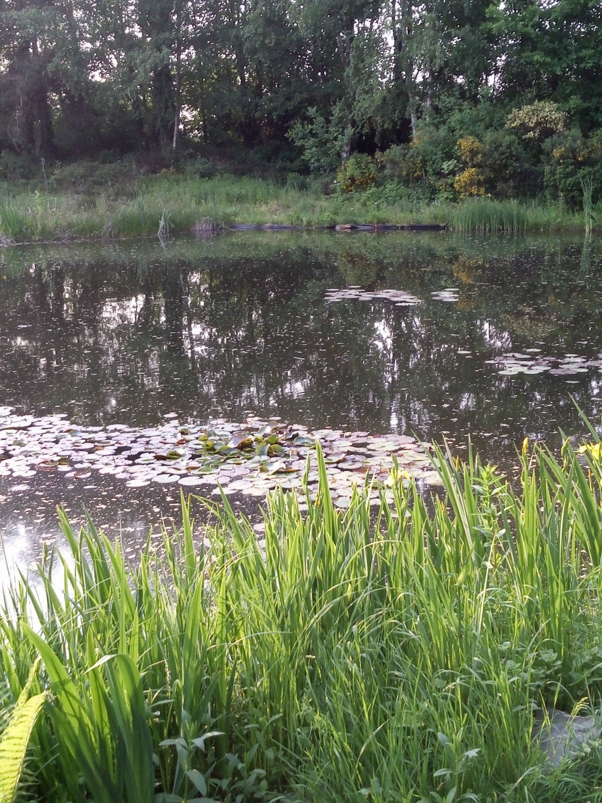 Gezocht: koi, karper, zeelt, Dieren en Toebehoren, Karper of Koi