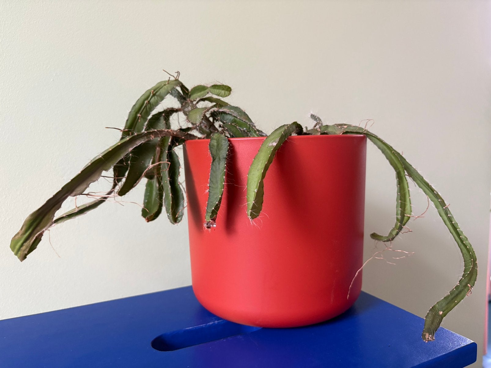 Elho Bloempot Rood (incl cactus stek), Kunststof, Rond, Binnen, Ophalen of Verzenden