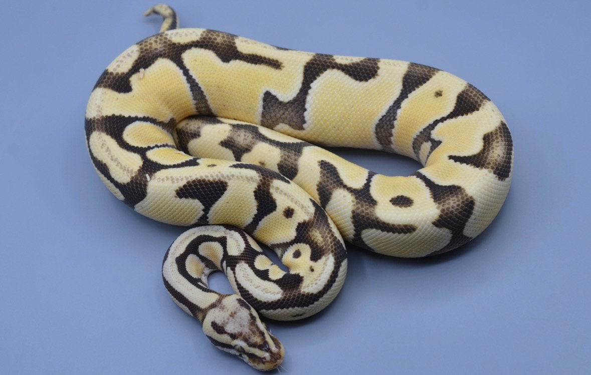Pastel Enchi Desert Ghost - Python Regius, Dieren en Toebehoren, Reptielen en Amfibieën, Slang, Tam