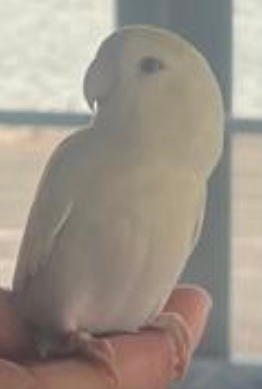 Agapornis,wit met grijs en geel, Mannelijk, Dwergpapegaai of Agapornis, Tam