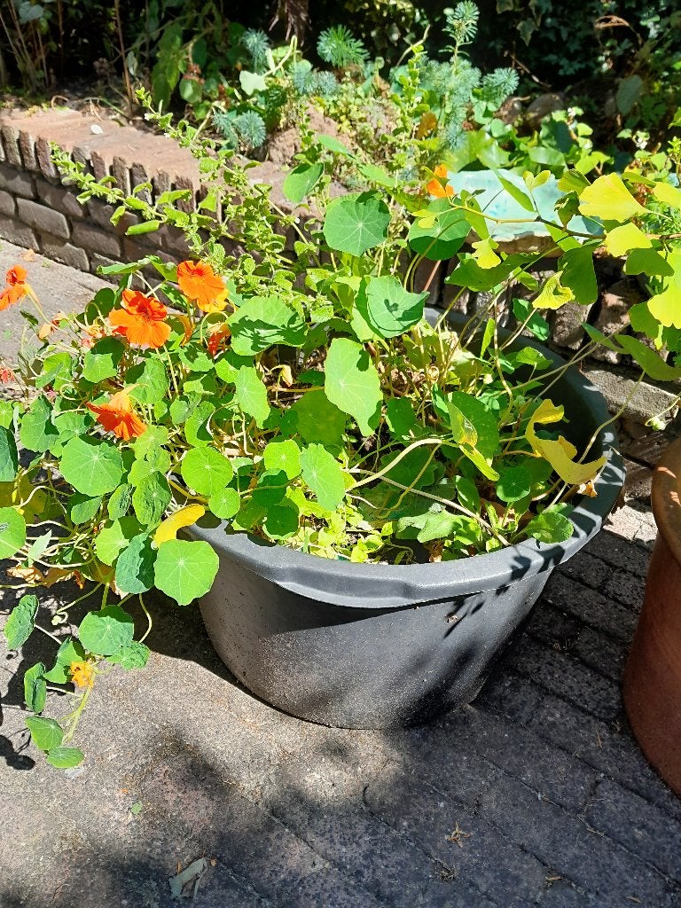 Gratis af te halen: 4 grote bakken gevuld met planten, Volle zon, Vaste plant, Bloeit niet, Ophalen