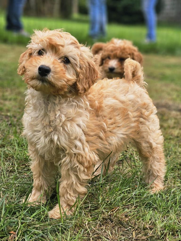 Mini labradoodle x maltipoo pups, Parvo, België, Particulier, 8 tot 15 weken