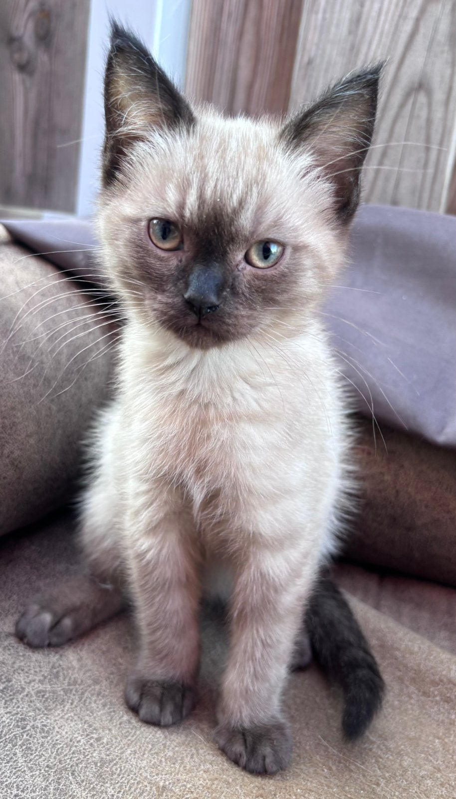 Ragdoll kittens, Meerdere dieren, Ontwormd