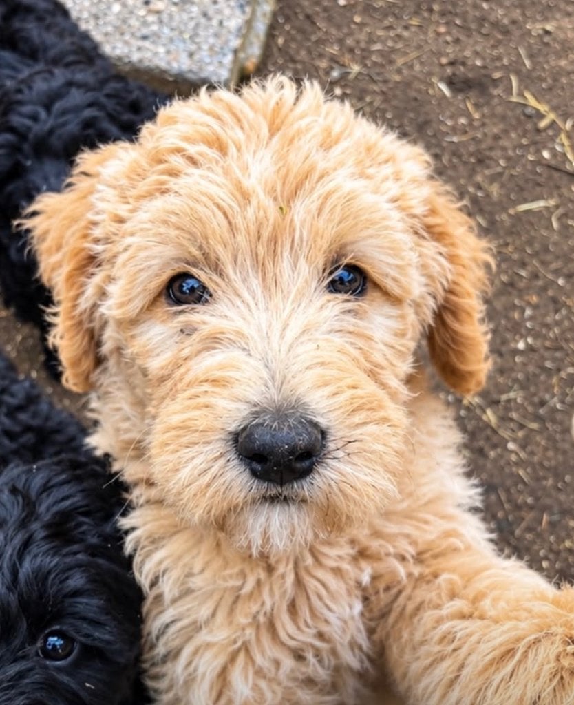 Mooie, gezonde labradoodle pups!, Nederland, 8 tot 15 weken, CDV (hondenziekte), Meerdere