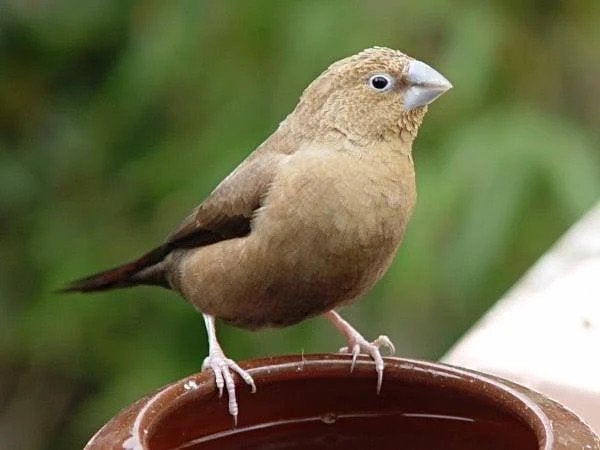 zilverbekjes, Meerdere dieren