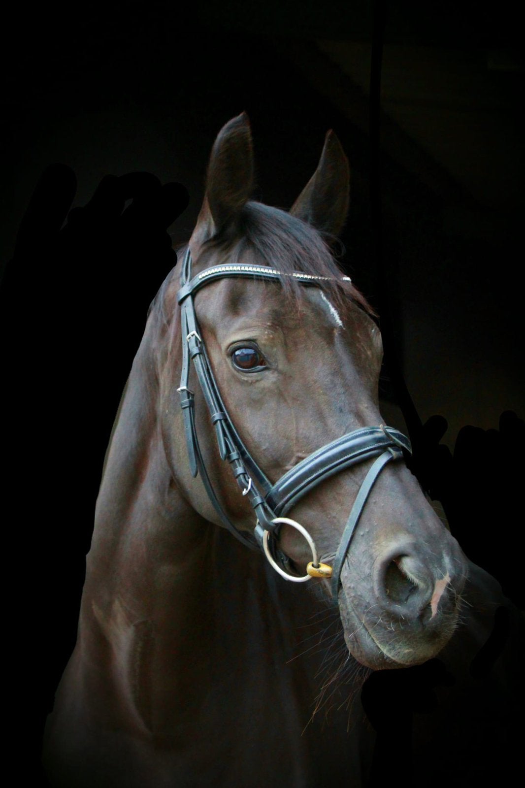 Versterking gezocht: twee paarden, ervaren ruiter gezocht, Dieren en Toebehoren, Paarden, Merrie, Recreatiepaard