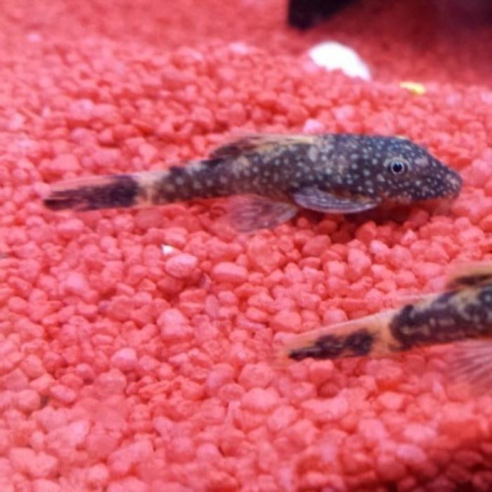 Lda 16 ancistrus species, Vis