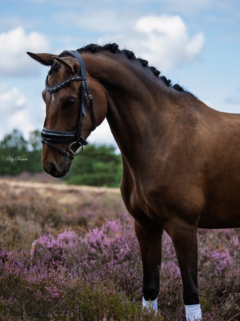 Betrouwbare allround sportpony met kwaliteit, Dieren en Toebehoren, Merrie, Met stamboom, Dressuurpony, M
