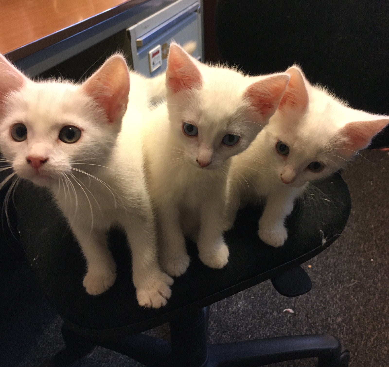 Witte kittens om blij van te worden!, Poes, Kortharig, 0 tot 2 jaar