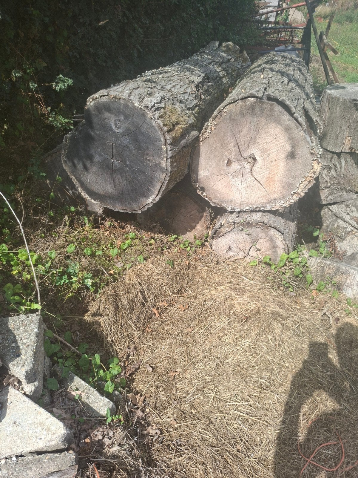 hout stammen te koop, Tuin en Terras, Haardhout, Minder dan 3 m³, Ophalen of Verzenden