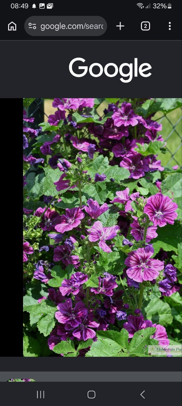 Kaasjeskruid Zaden - Prachtige Paarse Bloemen, Overige soorten, Volle zon, Vaste plant, Ophalen of Verzenden