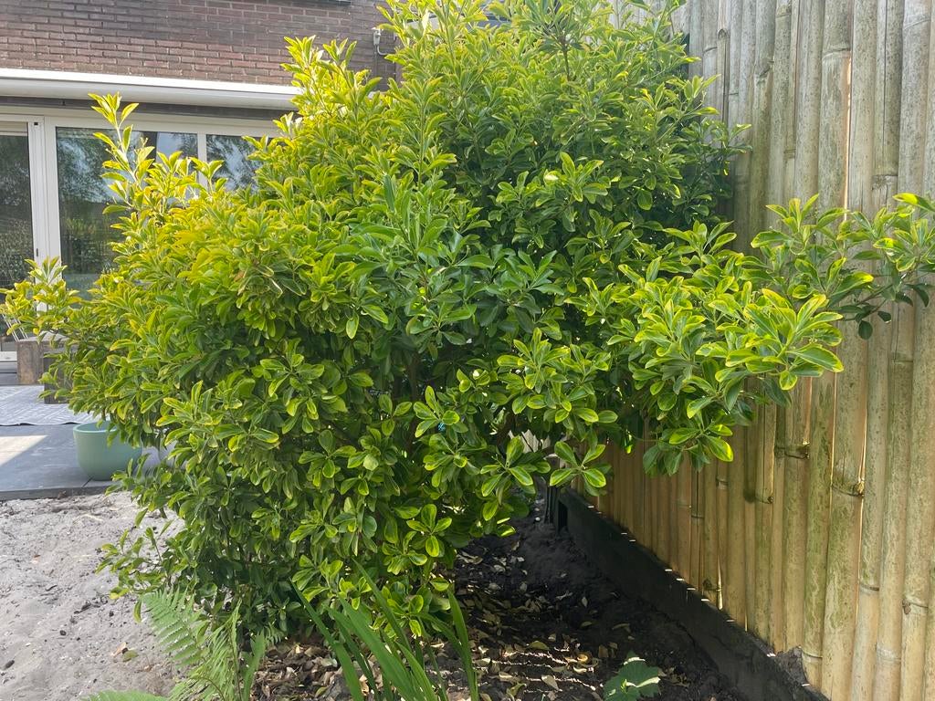 Japanse Kardinaalsmuts - Wintergroene Heester, Vaste plant, Bloeit niet, Halfschaduw, Ophalen