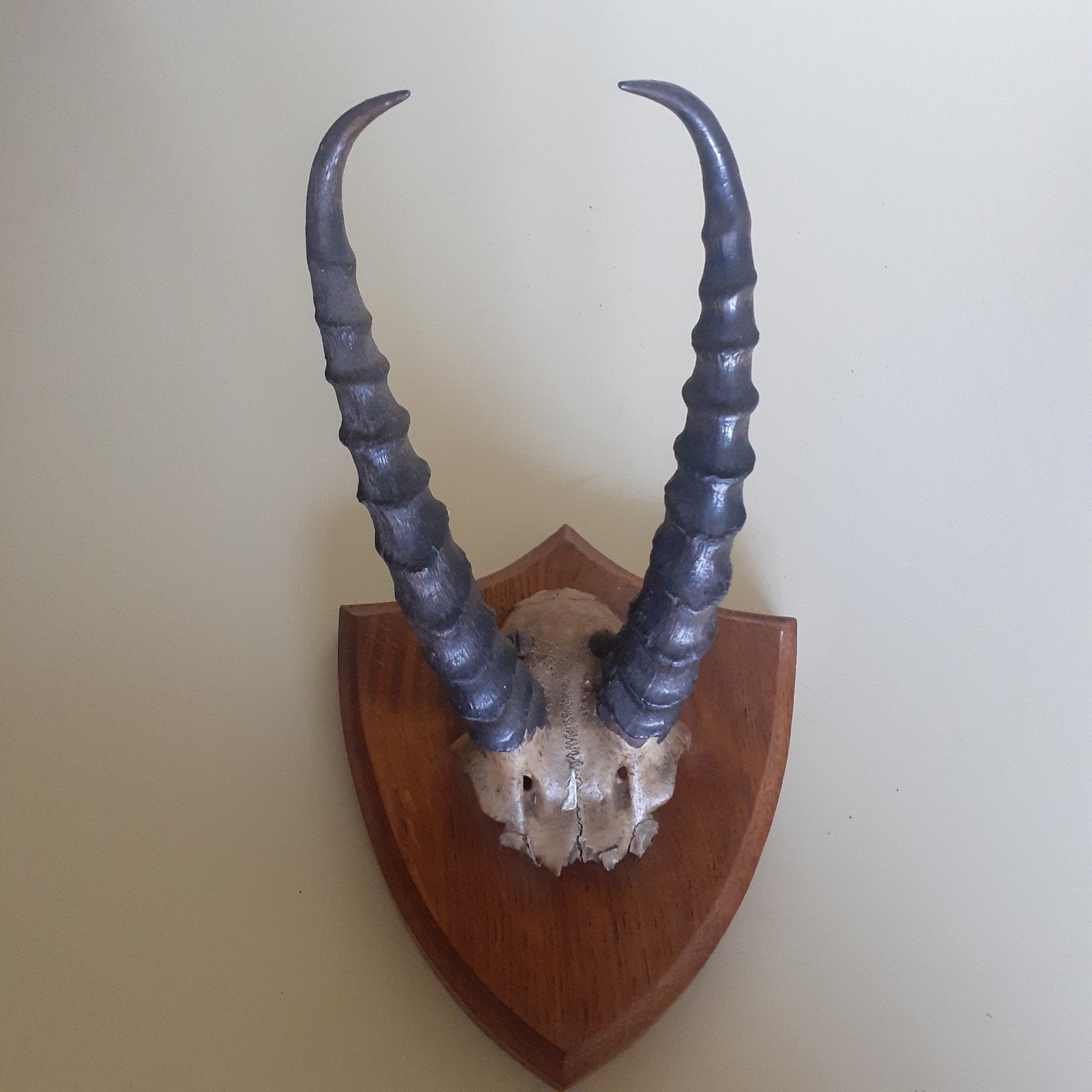 Hoorns van Antilope op eiken wandbord, Verzamelen, Dierenverzamelingen, Ophalen of Verzenden