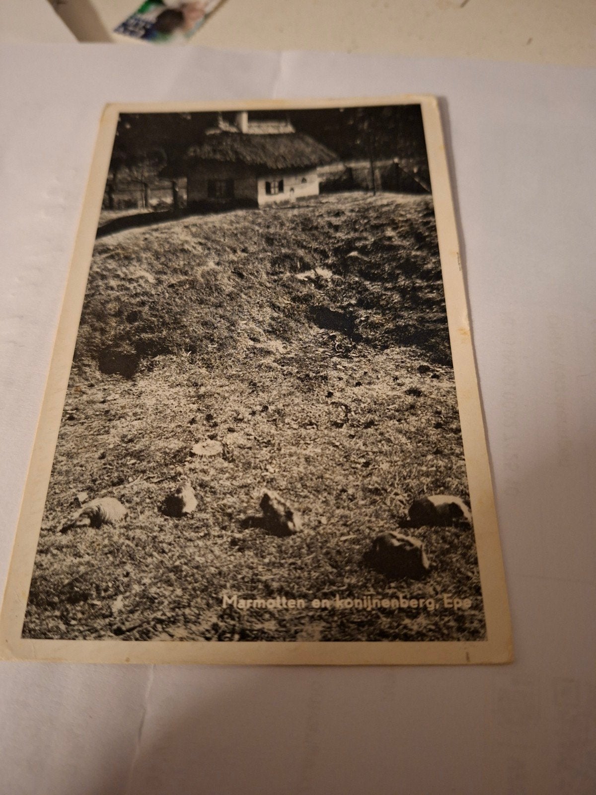 Marmotten en konijnenberg, Epe, Verzamelen, Ophalen of Verzenden, 1940 tot 1960, Gelopen, Gelderland