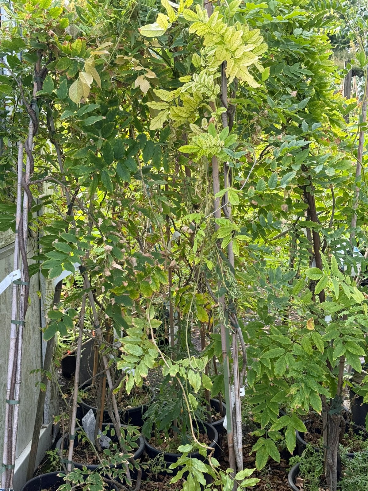 Grote nlauwe regens kleur  blauw nu voor de prijs van 29,95, Ophalen, Vaste plant, Halfschaduw, Klimplanten