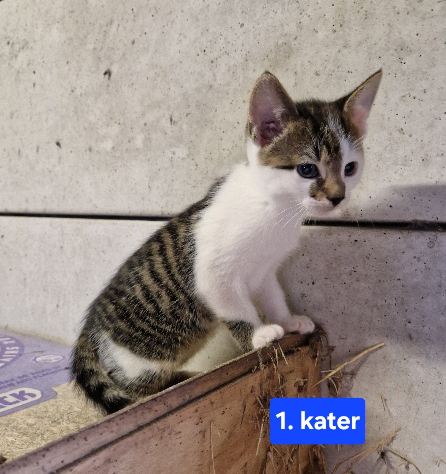 boerderijkittens, Meerdere dieren, Kortharig, 0 tot 2 jaar