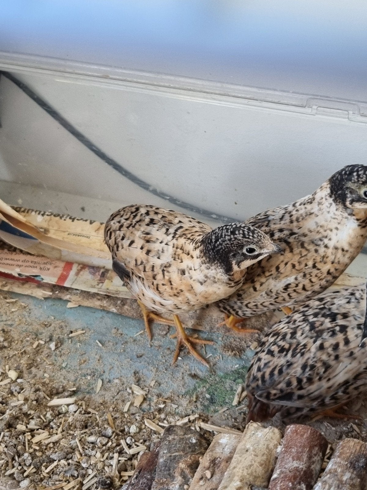 chinese dwergkwartel jong vrouwtje hen natuurbroed / RUILEN?, Dieren en Toebehoren, Vrouwelijk