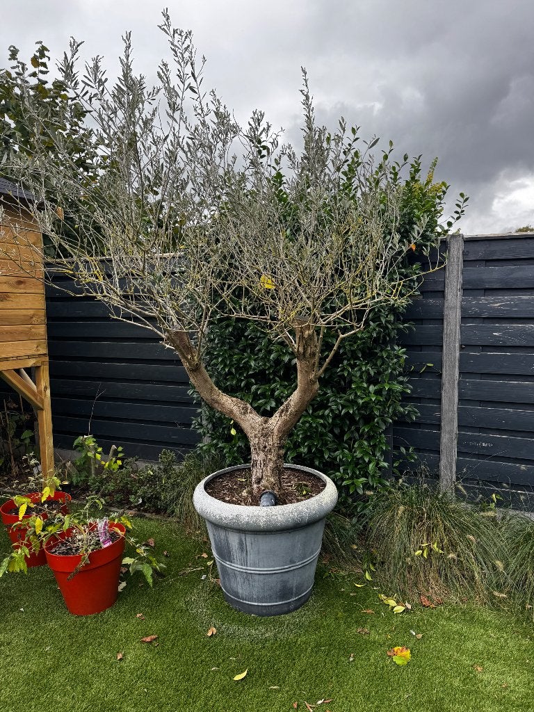 Grote olijfboom in pot, Bloeit niet, 100 tot 250 cm, Olijfboom, Ophalen
