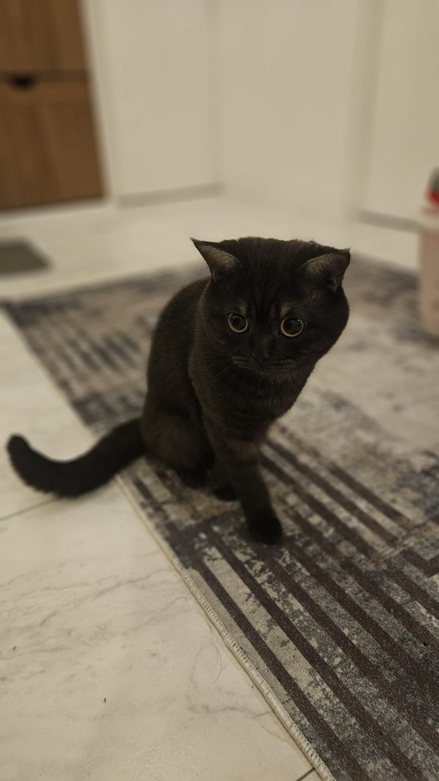Dekkater britse korthaar met stamboom ‼️Niet Te Koop‼️, Dieren en Toebehoren, Kater, Met stamboom