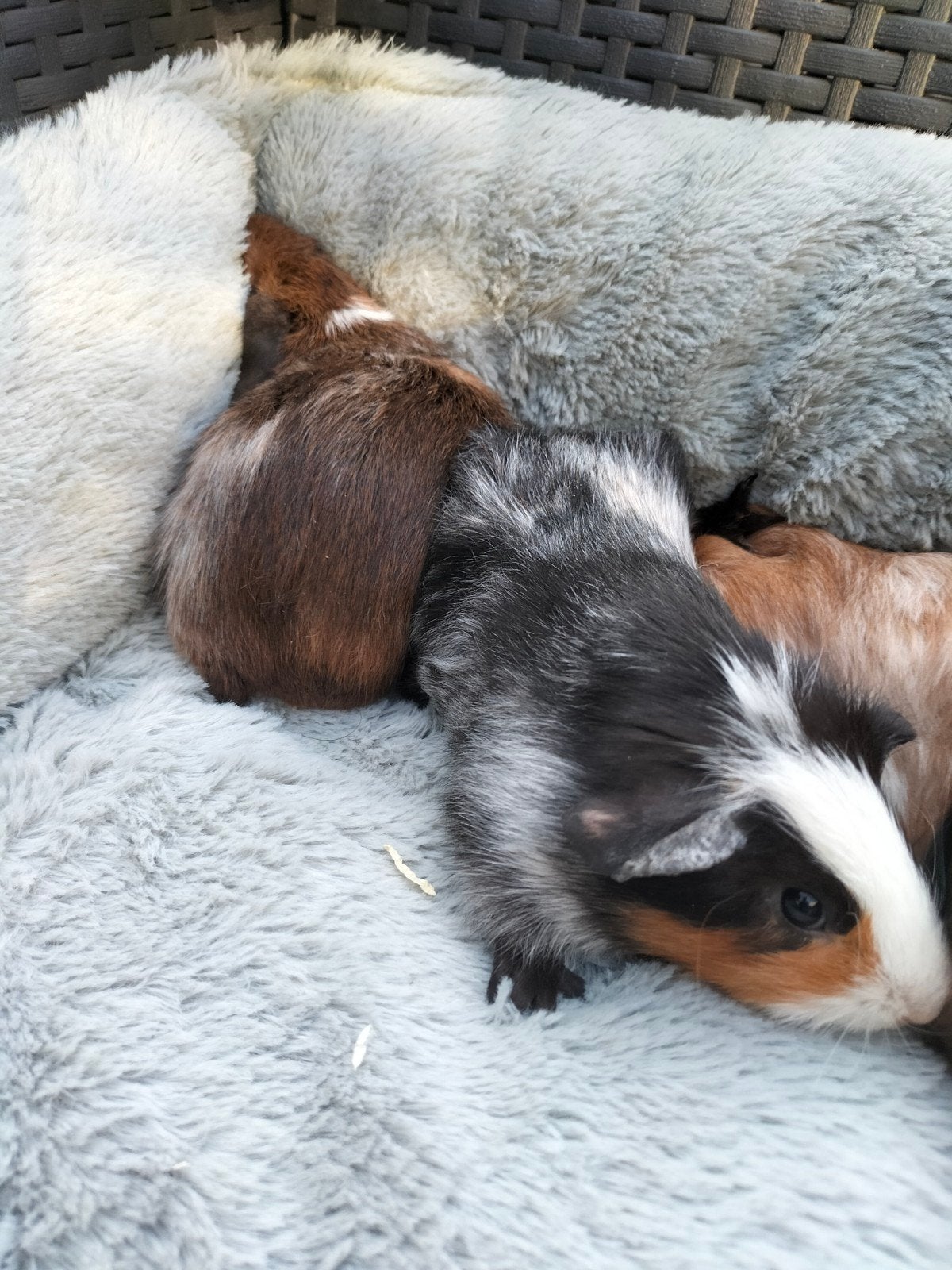 Schimmel kleurige Cavia Beertje, Dieren en Toebehoren, Knaagdieren, Mei, Mannelijk, Cavia