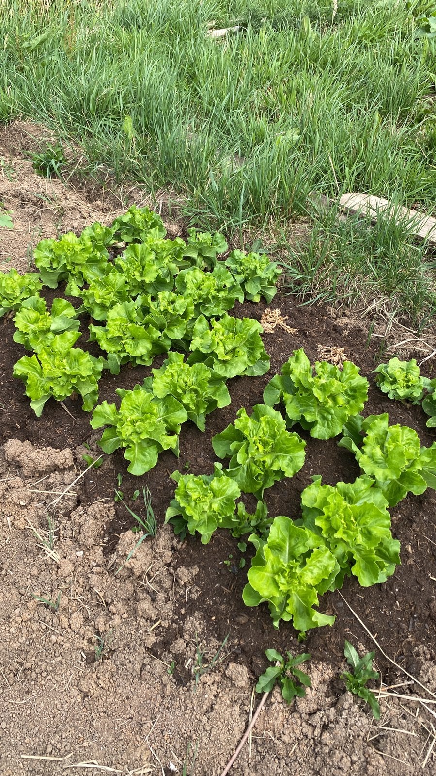 Moestuin te huur, Ophalen, Overige soorten, 100 tot 250 cm