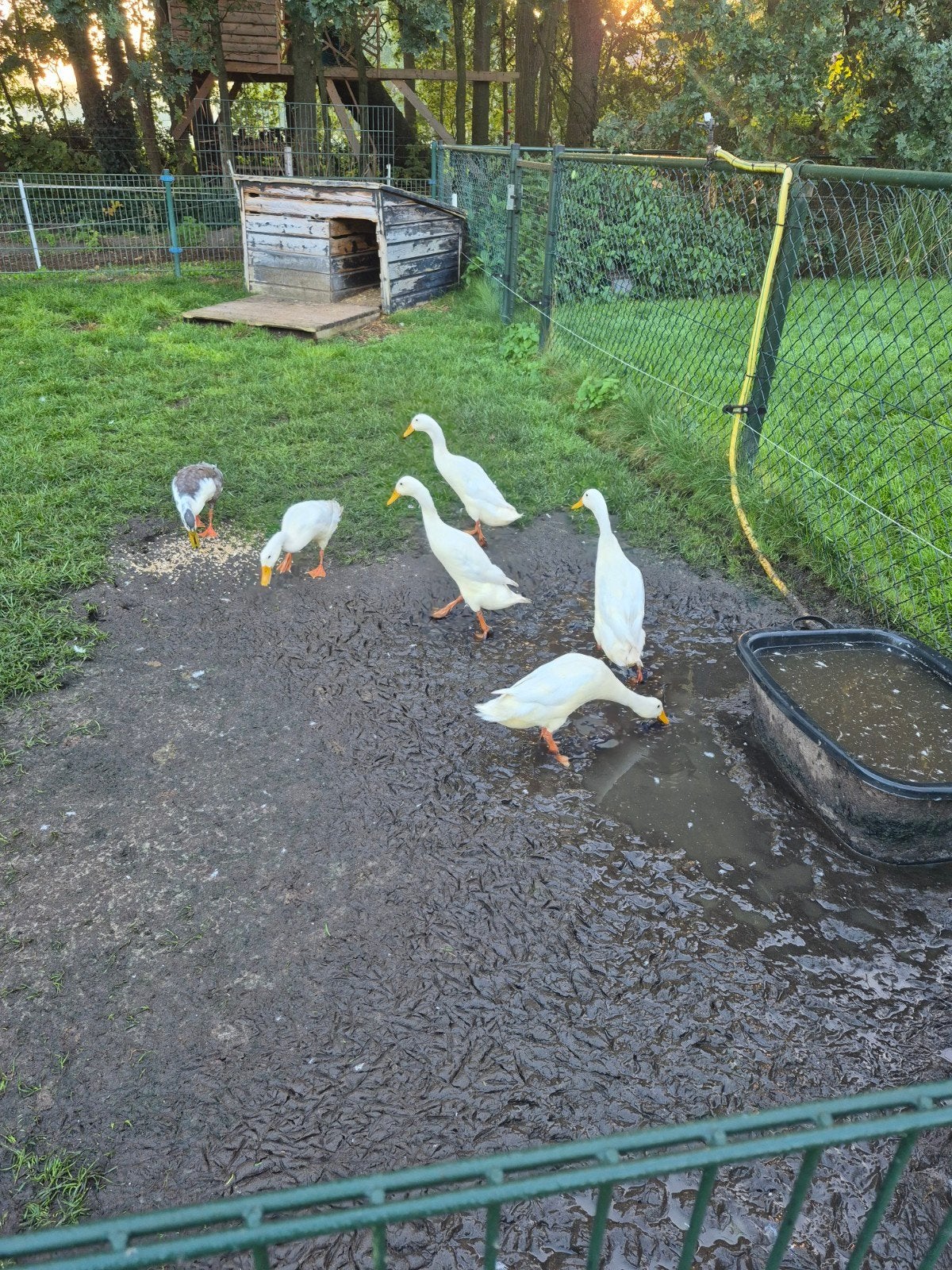 Loopeenden 1x koppel en 4jonge., Dieren en Toebehoren, Meerdere dieren, Eend