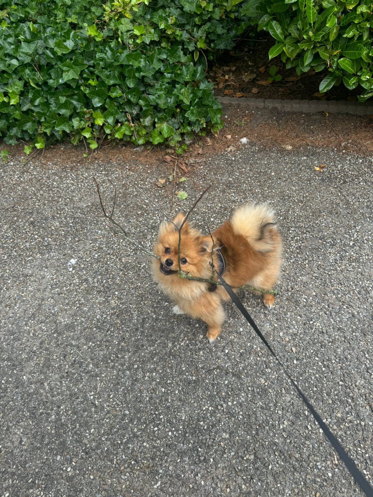 Pomeriaan ( 10 maanden ) zoekt nieuw mandje, Dieren en Toebehoren, Honden | Poolhonden, Keeshonden en Oertypen, Particulier, Keeshond