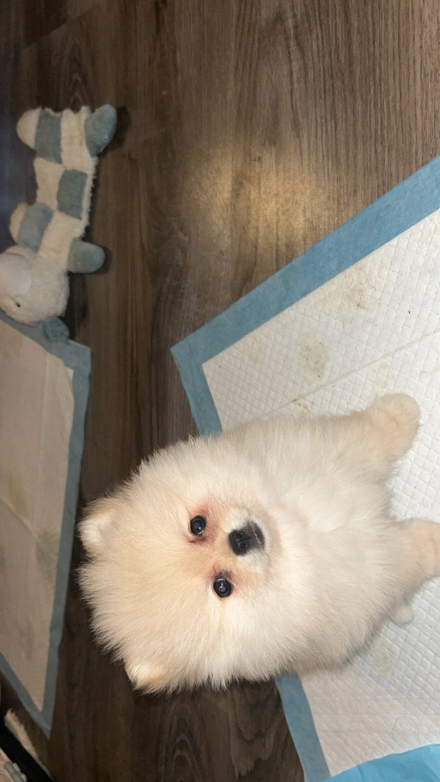 100% mini pomeranian black&tan en cream, Dieren en Toebehoren, Keeshond, 8 tot 15 weken, Parvo, Meerdere