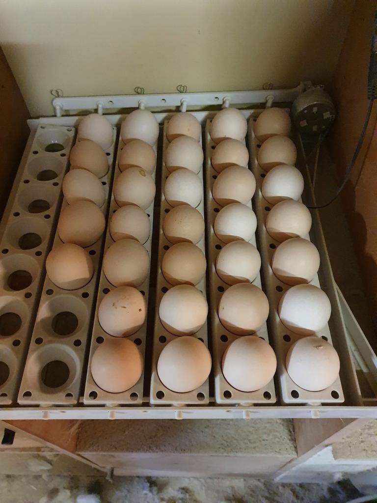 Broedeieren raszuivere poule de bresse, Geslacht onbekend, Kip