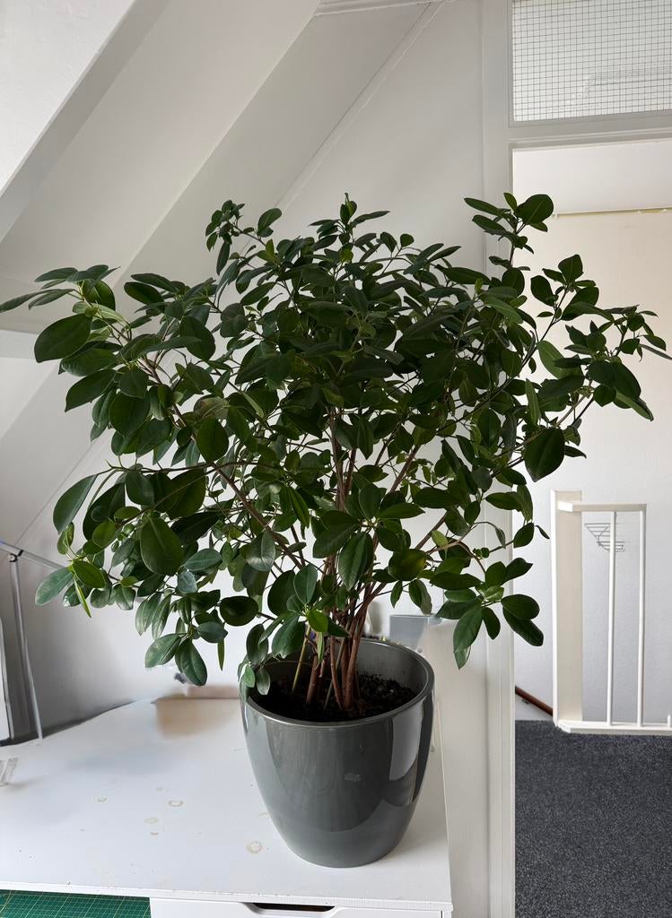 Grote Ficus microcarpa - Prachtige kamerplant, Huis en Inrichting, Kamerplanten, Ophalen, Ficus, 100 tot 150 cm, Halfschaduw