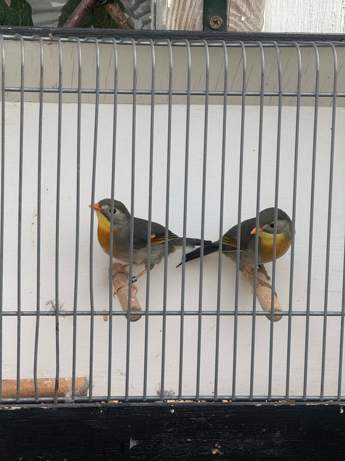Japanse nachtegaalen  koppels van 26, Vrouwelijk, Tropenvogel, Geringd