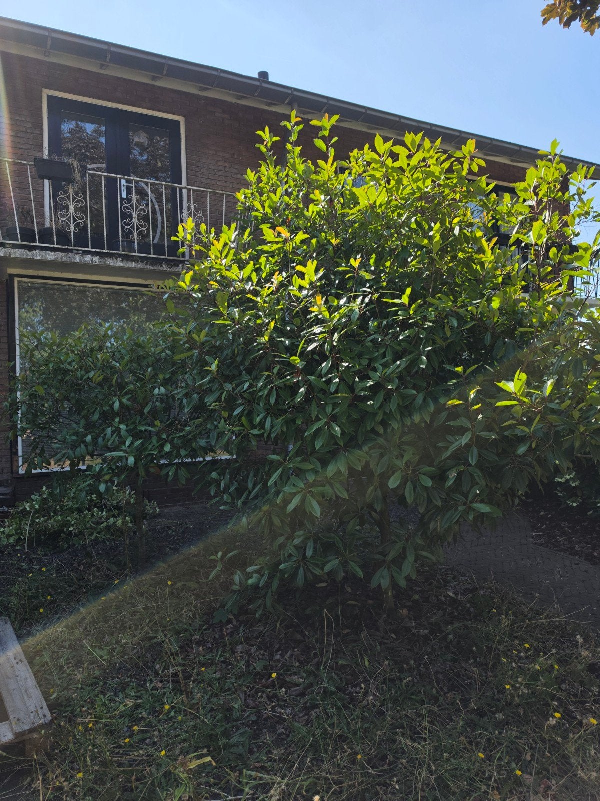 gratis 1 boompje, Tuin en Terras, Planten | Struiken en Hagen, Ophalen, Overige soorten, 100 tot 250 cm