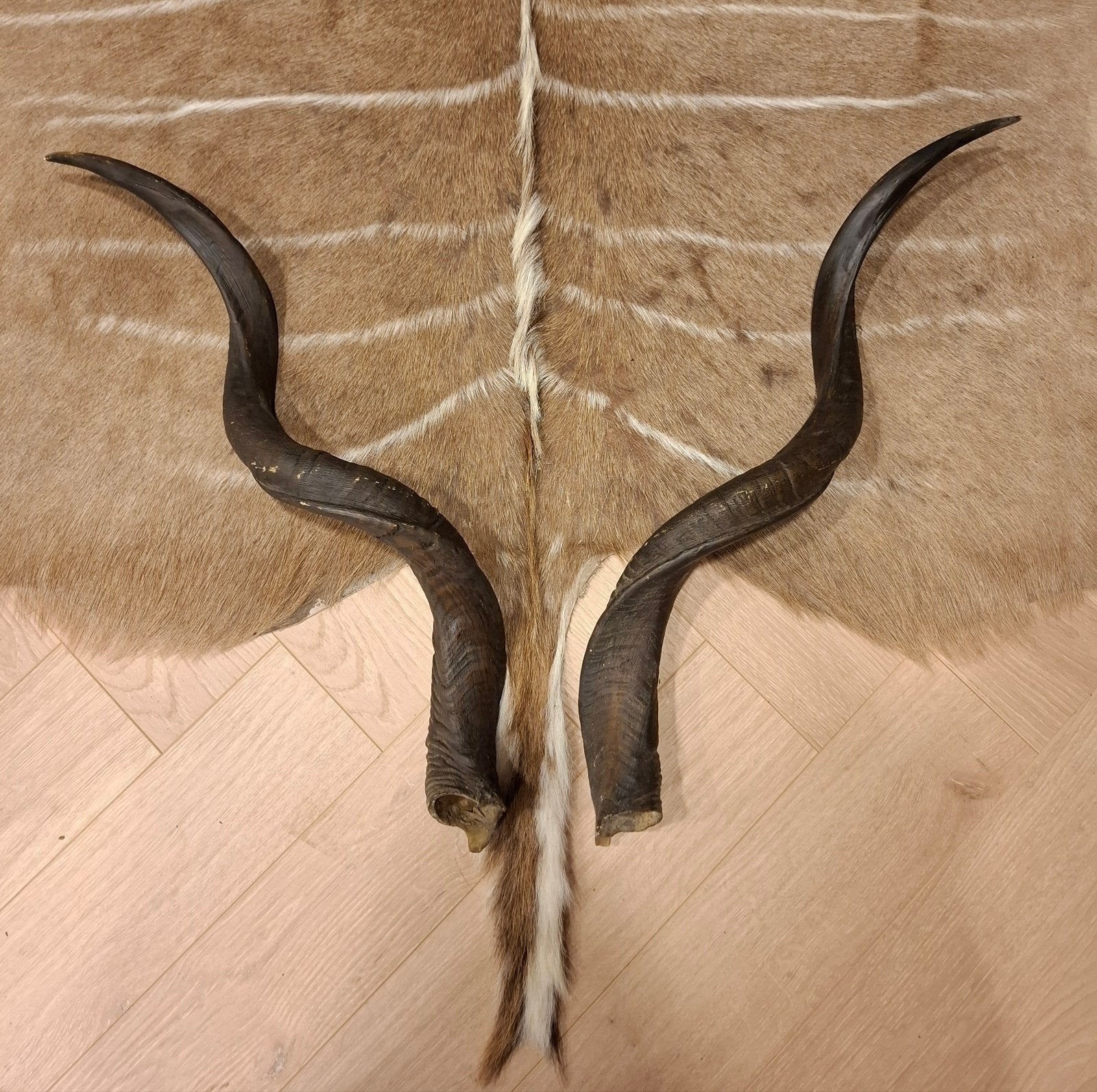 Kudu hoorns als set of per stuk, Afrikaans, Ophalen of Verzenden, Zo goed als nieuw, Natuurlijk materiaal
