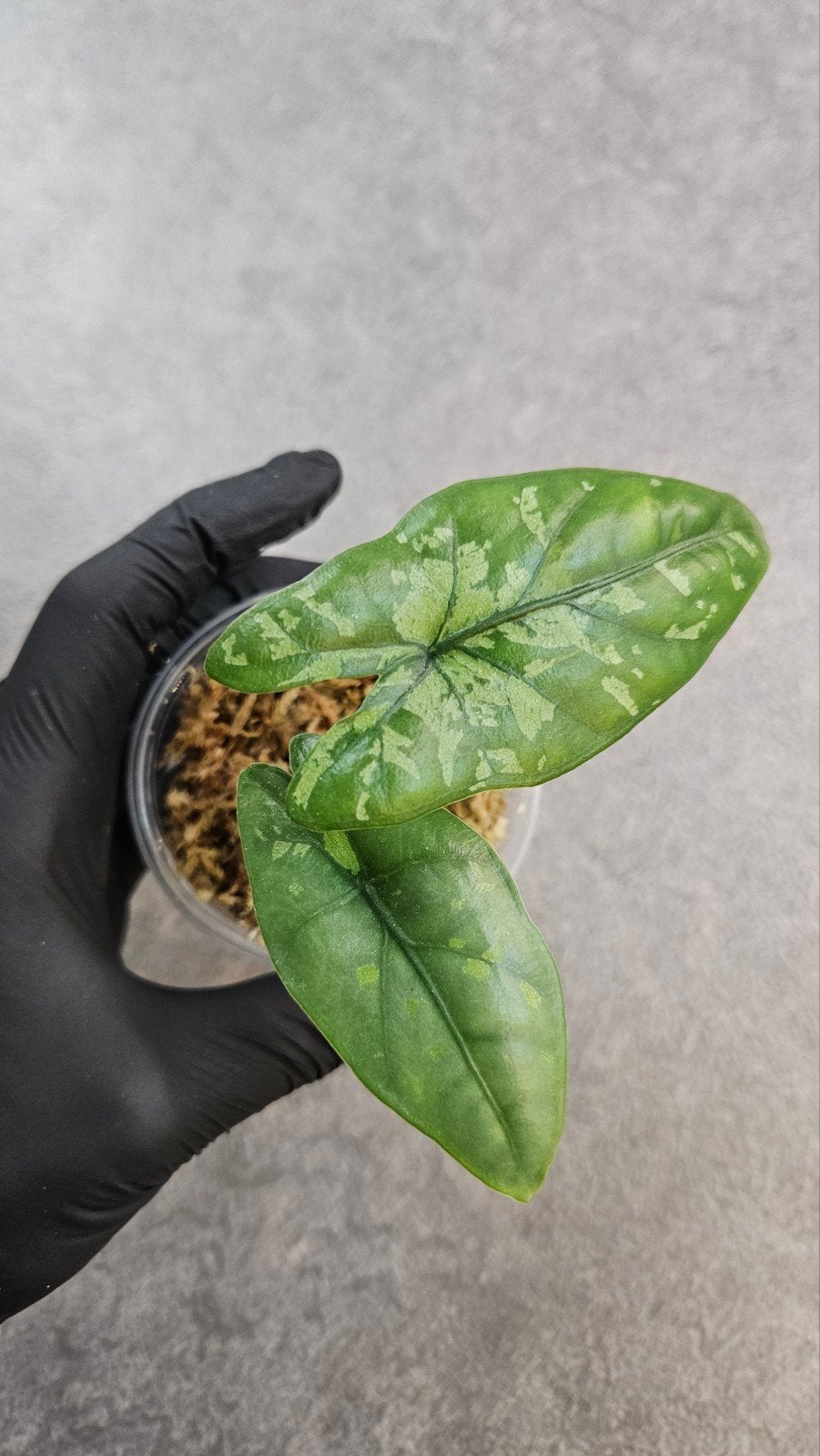 Alocasia heterophylla 'Shattered Glass', Ophalen of Verzenden, Halfschaduw, Minder dan 100 cm