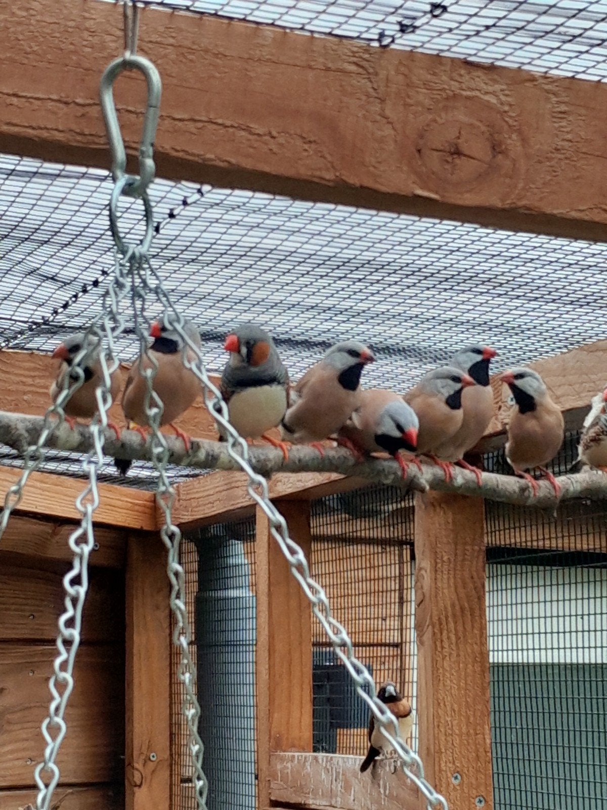 Spitsstaart amadines aangeboden, Dieren en Toebehoren, Meerdere dieren, Tropenvogel